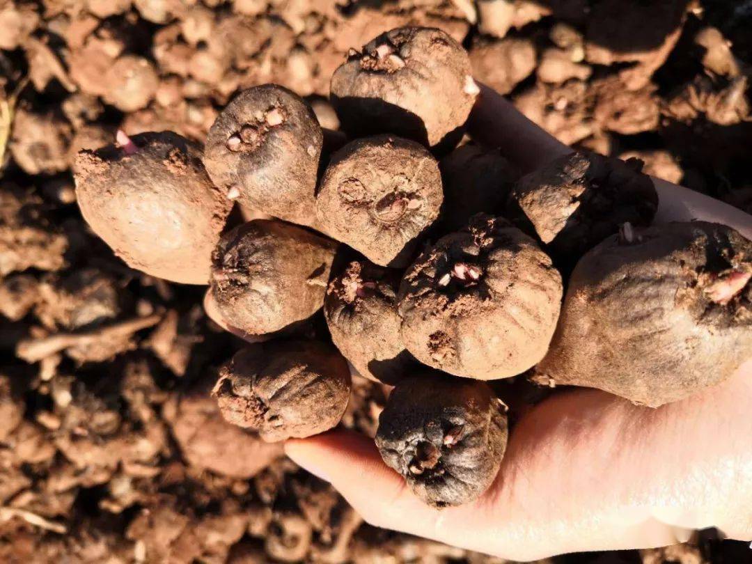 什么时间种植魔芋 b23e636bc8204e40862eb839be5a2ee4.jpeg