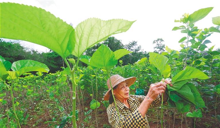 市木棠镇薛宅村龙头种桑养蚕专业合作社种植基地,社员们在采摘桑叶