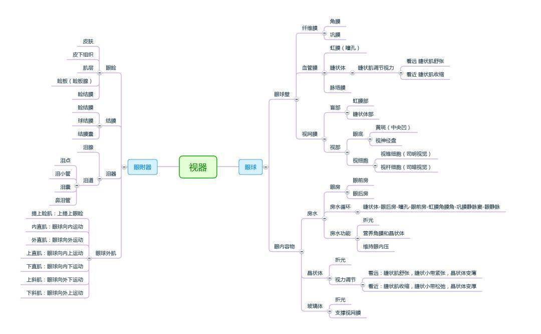 解剖学思维导图完整版人手一份