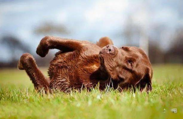 怎么给大型犬洗澡不臭 c538cc0b6c504677a8cca9ac19e20119.jpeg