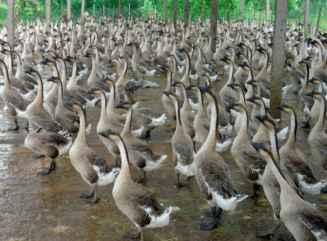 cfb8cc9216644ed29ed21c844f8ad5fe.png
