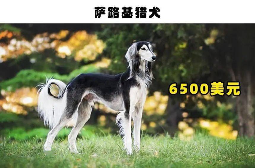 2,法老王猎犬:7500美元