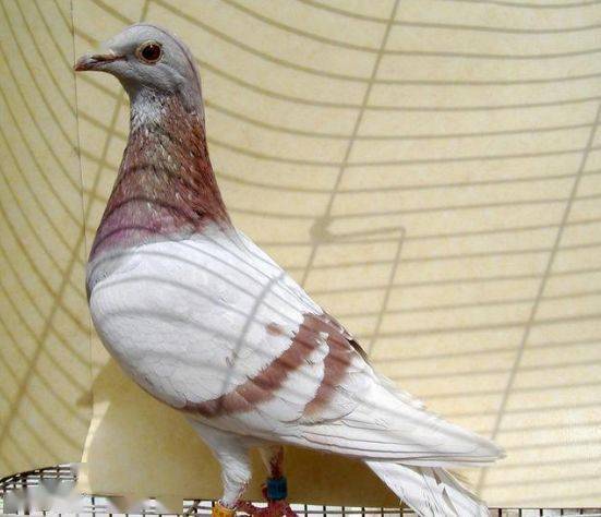 e647695f885e4c47b1825f361f7e044a.jpeg