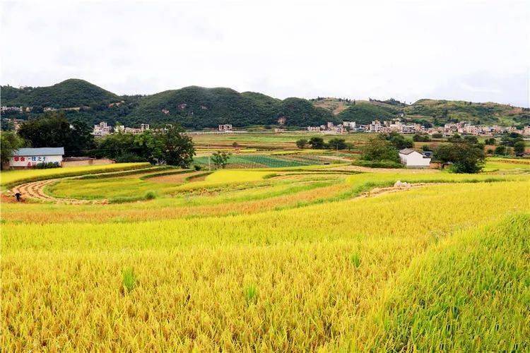 金秋时节稻花香汤董田畴景色靓