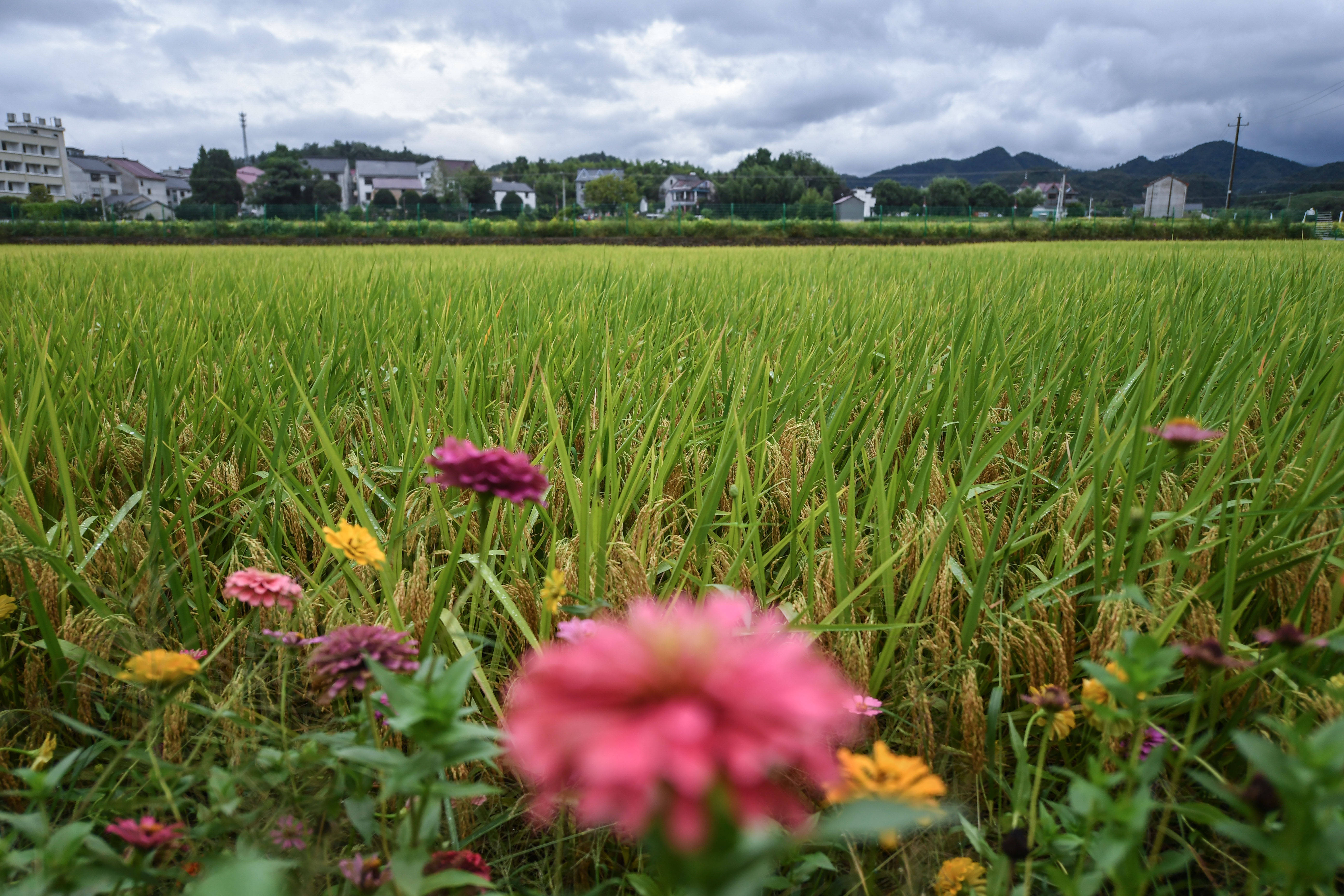 浙江|“稻香节”庆丰收