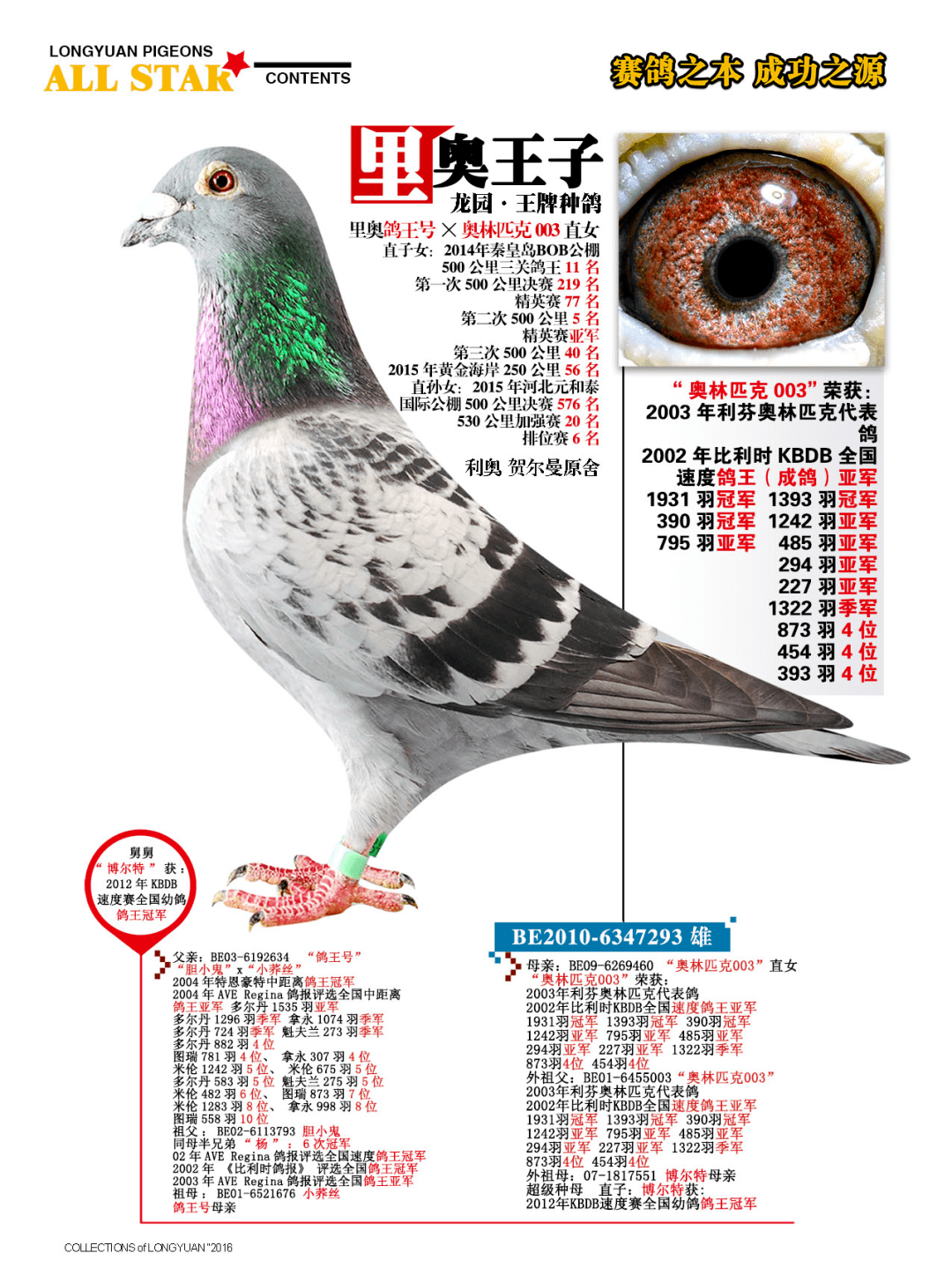 上海龙园鸽业6羽优秀种鸽欣赏拍卖,黄金配对回血,克拉克詹森,超级73