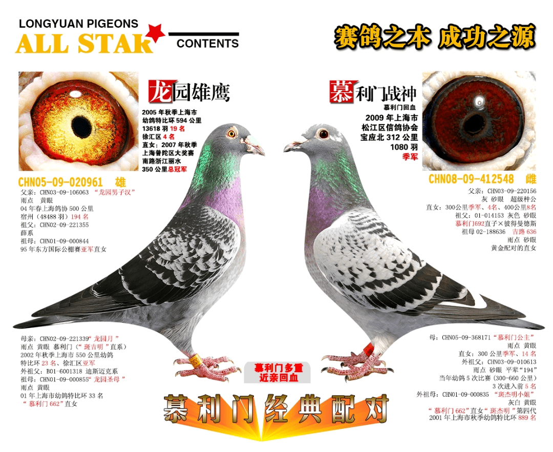 上海龙园鸽业6羽优秀种鸽欣赏拍卖,黄金配对回血,克拉克詹森,超级73