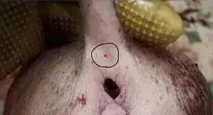 猪身上所有部位注射方法和注意事项,还有比这更全的吗