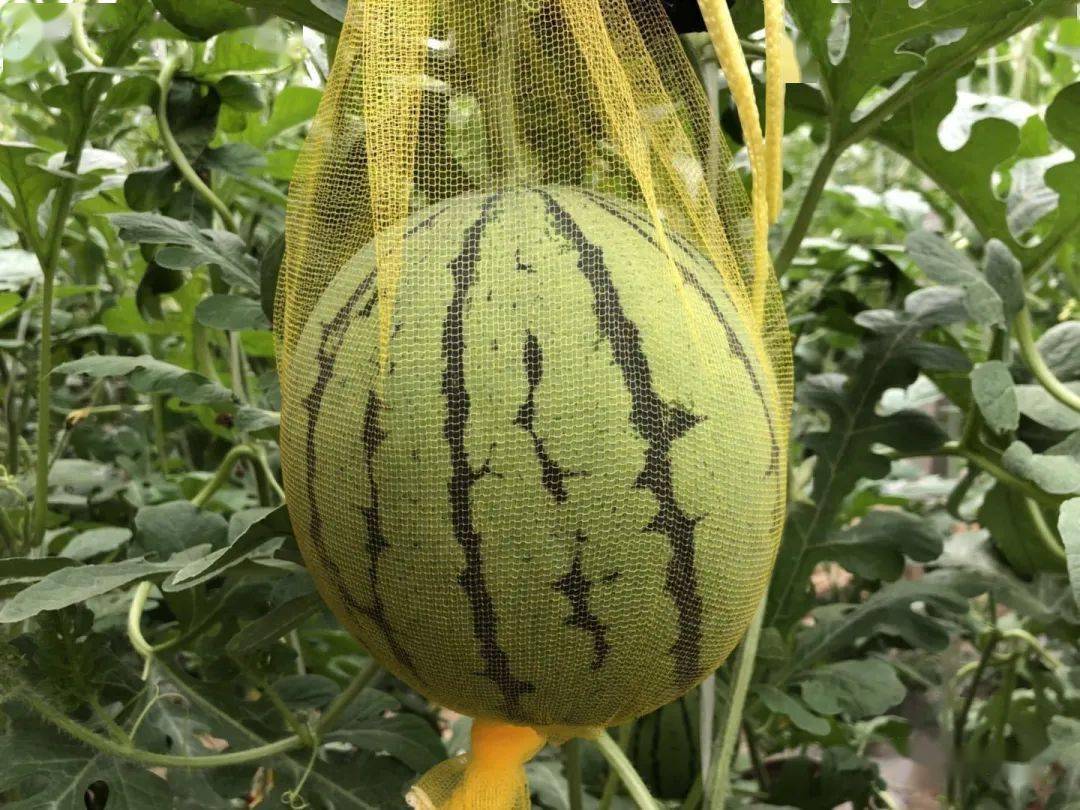 西瓜怎么长的又大又圆 2e4baa97f86e433b89933c8cc1be6a4a.jpeg
