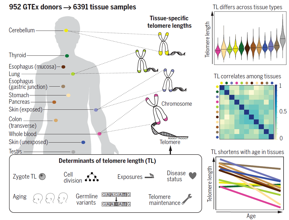 慢性病|Science：端粒长度与性别、种族和慢性病相关，且因人体组织类型而异！