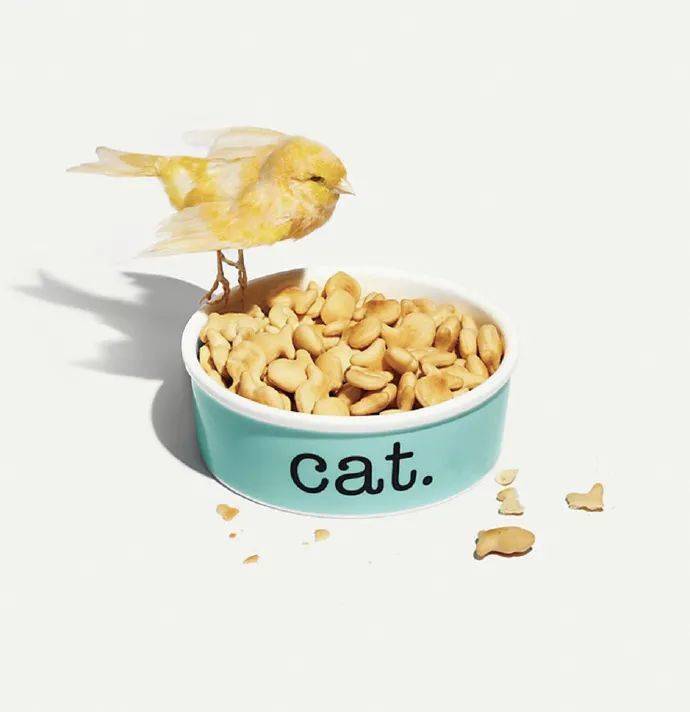 宠物|萌宠时尚｜毛孩子们时髦起来一点也不输主人！