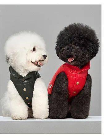 宠物|萌宠时尚｜毛孩子们时髦起来一点也不输主人！