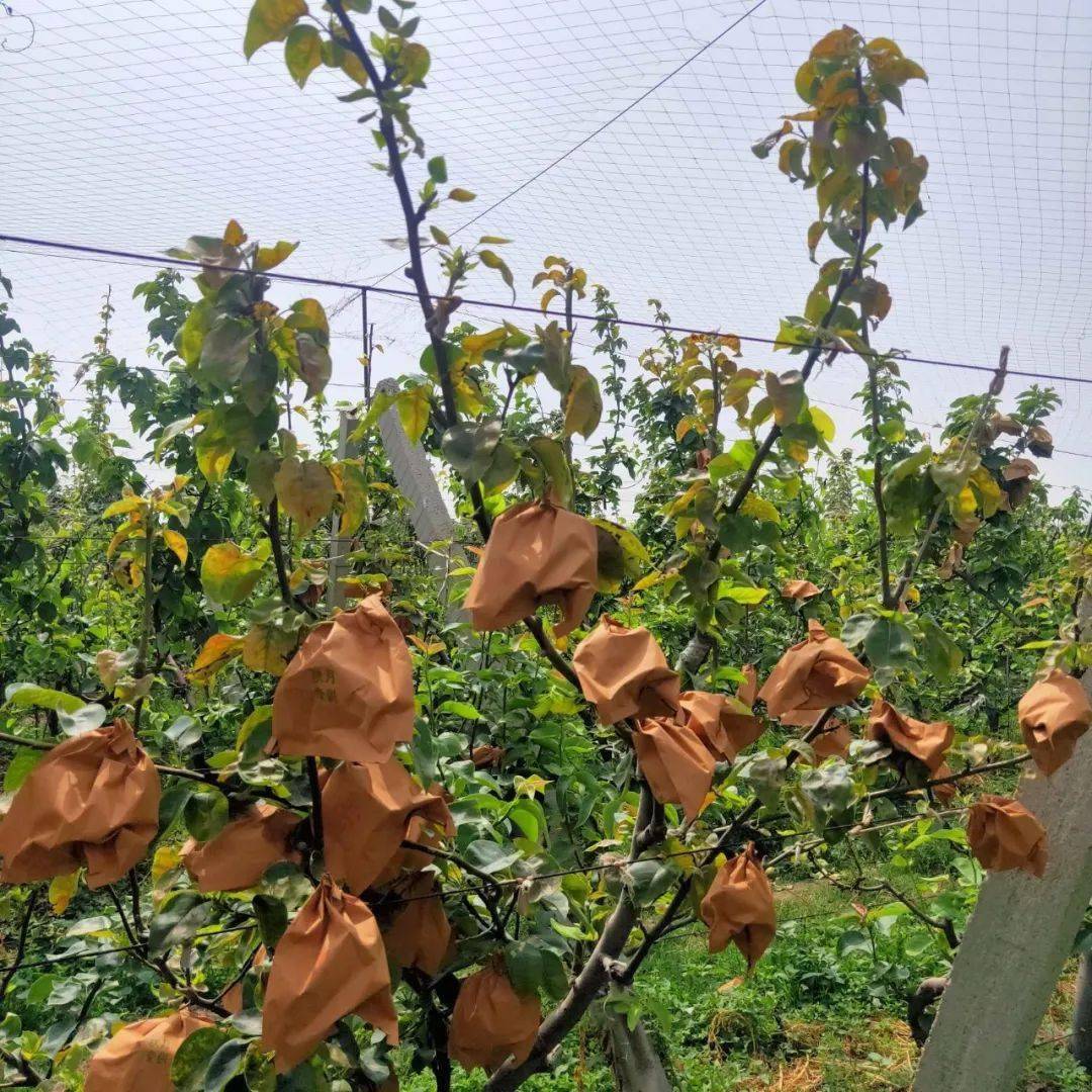 邻居购物当季山东秋月梨直送梅陇社区果形饱满皮薄肉厚入口化渣现摘现