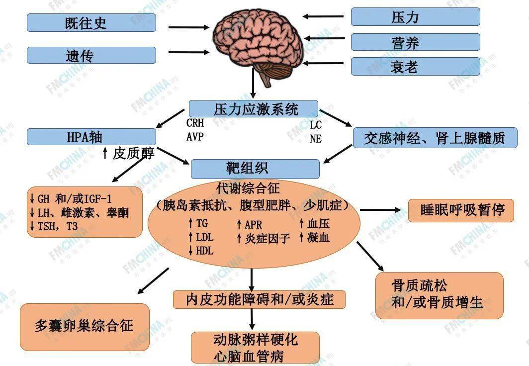 功能医学专业分享压力应激焦虑抑郁失眠三步曲上应激引发生理失衡