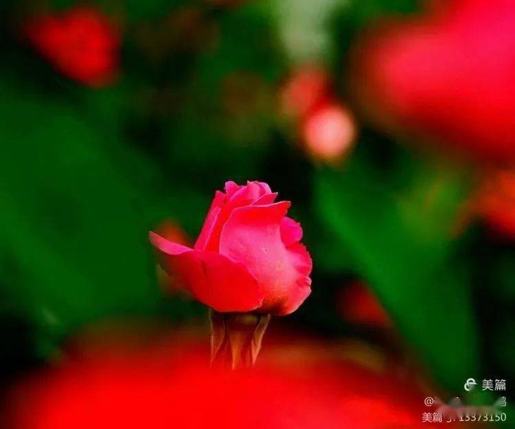 飞雪|累并快乐着//飞雪