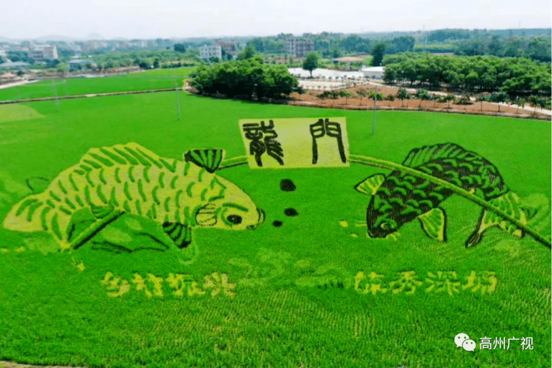 高州石鼓一稻田出现两条巨鱼,太神奇了!