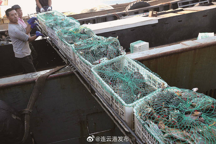 上岸|连云港海产品上市！