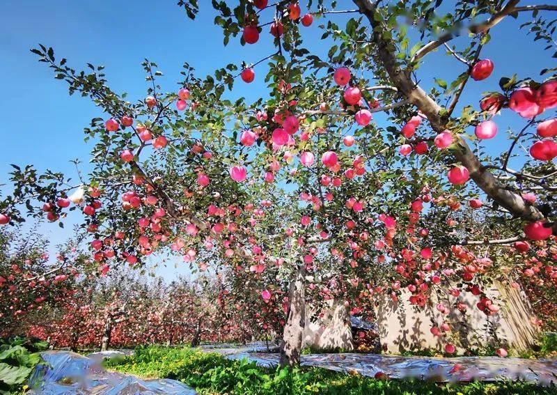 【中国梦·黄河情】苹果 旅游,山西吉县"网红果"成"致富果"