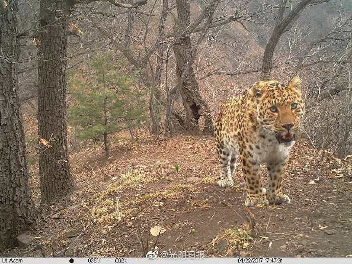 保护|黑鹳、太行猕猴……珍稀动物现身河南济源