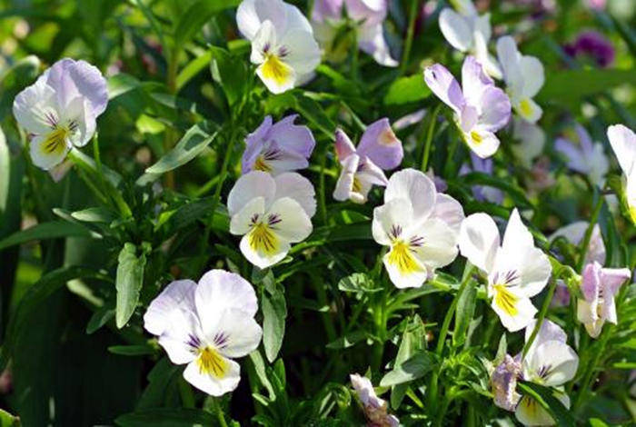 三色堇的功效与作用 f718e7ecd22b4ea1958f787721213ed7.jpeg