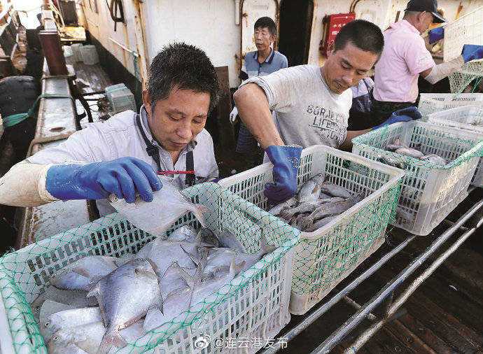 上岸|连云港海产品上市！
