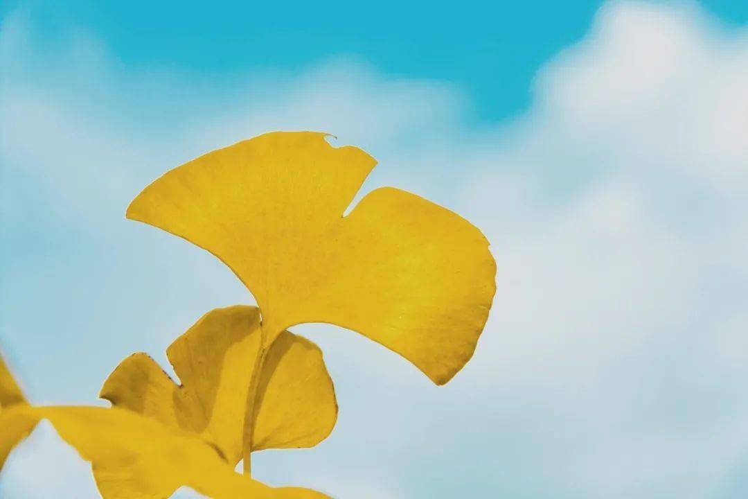 五个字的诗句秋天 b484963f46fb4be4b9ca012906af8909.jpeg