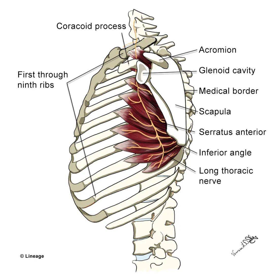 缝匠肌(sartorius)内收长肌(adductor longus), 腹股沟韧带(inguinal