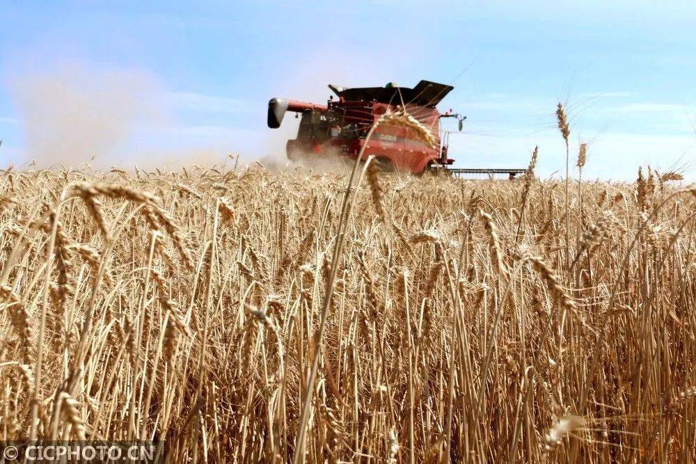 一农民种植了1小麦gdp_小麦为何会大片死亡,原来是因为这几点(3)