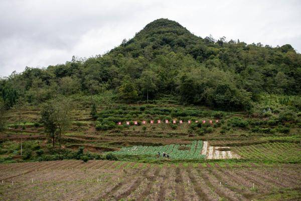 昭通市|云南镇雄：中药材种植助农增收