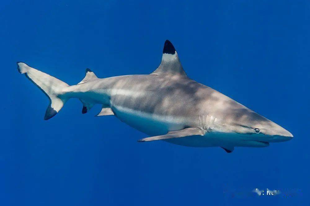 乌翅真鲨 乌翅真鲨,又名黑翼鲨,伯爵鲨,黑鳍鲨,是一种生活在热带及