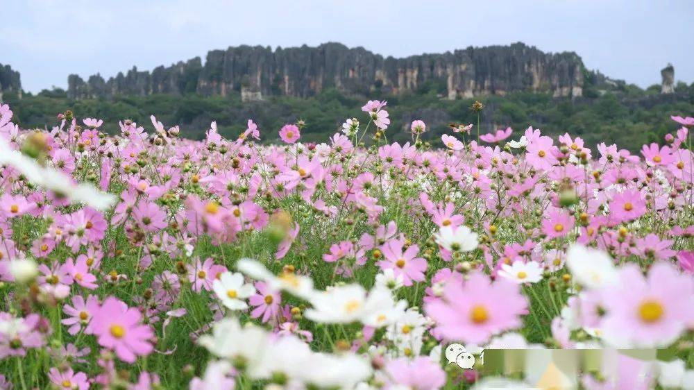 绚丽花海,中国氧吧,石林的秋天令人迷醉