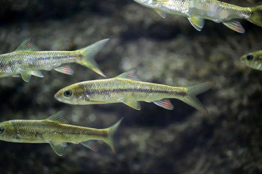 长不足20厘米,重不过百克"泰山赤鳞鱼"一种小型野生鱼类