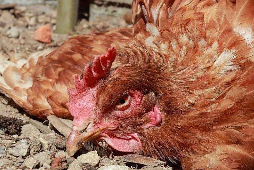 鸡的球虫病最好的办法是什么 鸡得球虫病怎么办 鸡得了球虫病几天能好