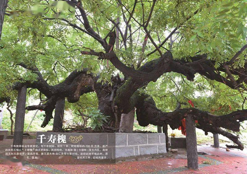 薛城最美打卡地 张庄八景