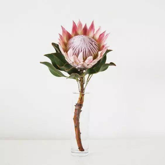 植物|花艺界的10大 · 傲娇植物，好看！