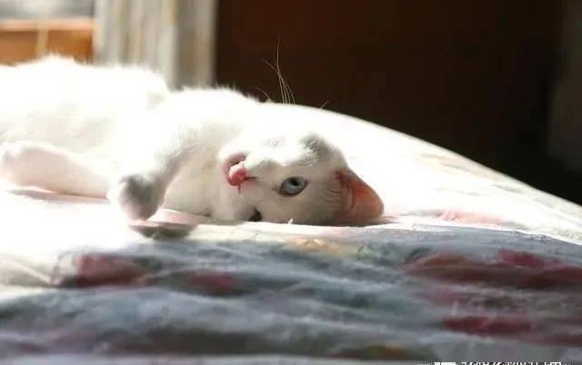 又一只网红猫过世，曾以一张超长猫照片在网上爆红，背后故事令人心疼！
