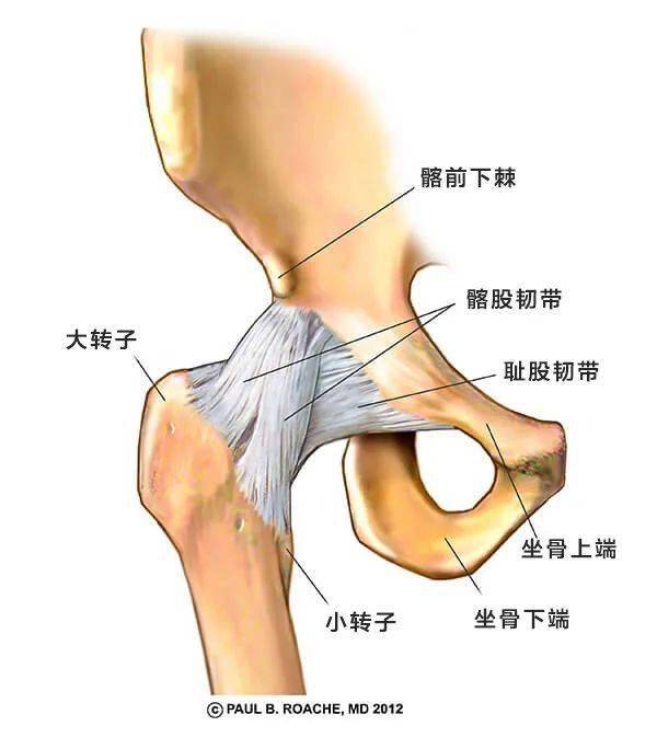 下图是髋关节前部,可以看到这里有韧带,可限制髋关节过度伸展和外展