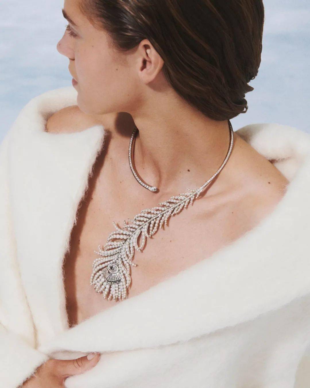 猫咪|戳进来 | 让周冬雨倾情献声的猫咪，原来如此高贵！