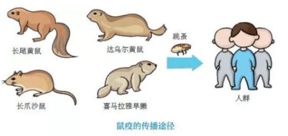 云南1例疑似腺鼠疫
(云南1例疑似腺鼠疫病例)-图1 云南1例疑似腺鼠疫
(云南1例疑似腺鼠疫病例)-图1