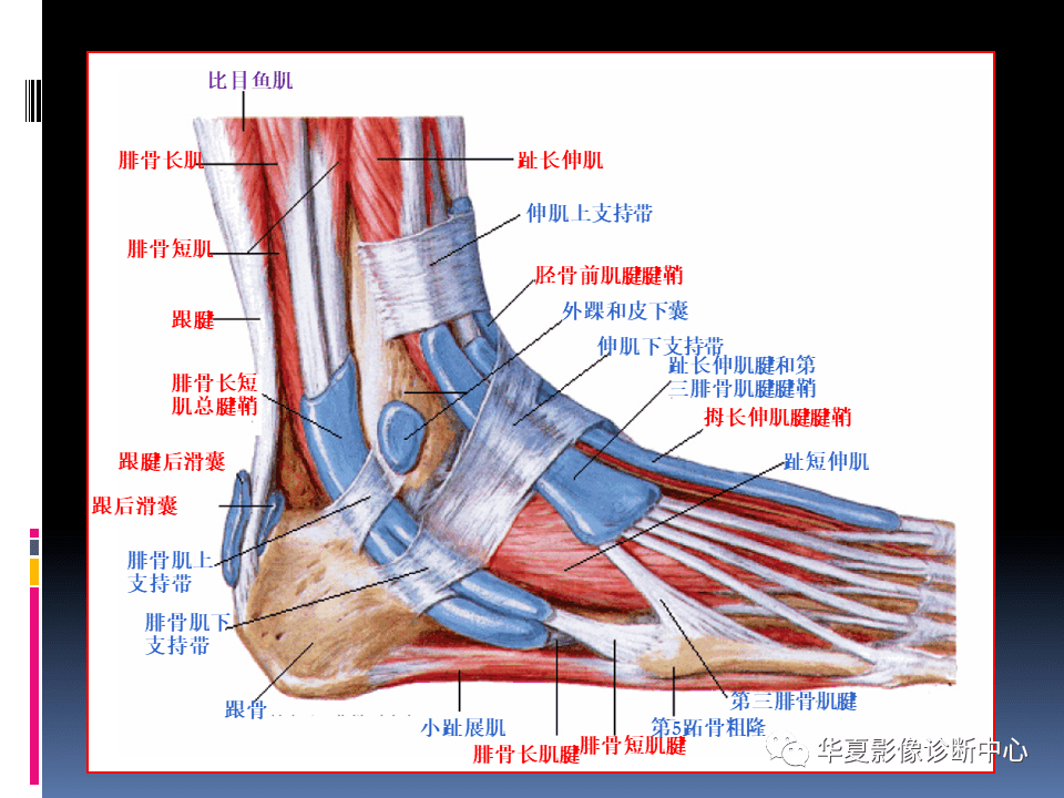 踝关节mri解剖与常见病变