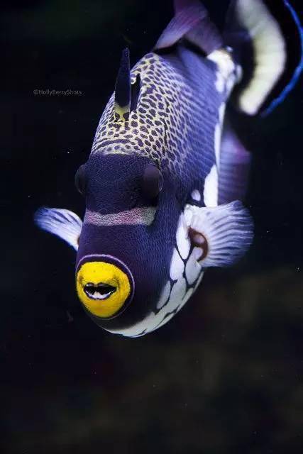 6db9e0985171475c8a0768bf8aeadb66.jpeg