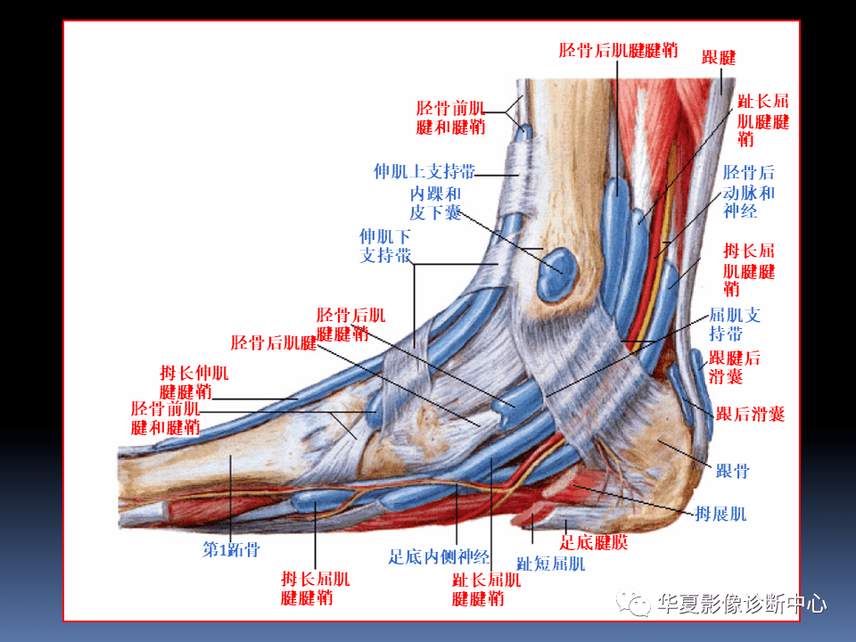 踝关节mri解剖与常见病变