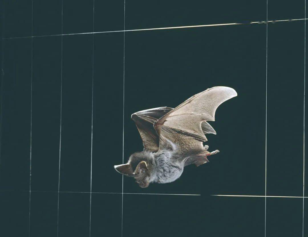 Bat-Inspired Tech Could Help Blind People See with Sound — NOVA Next | PBS