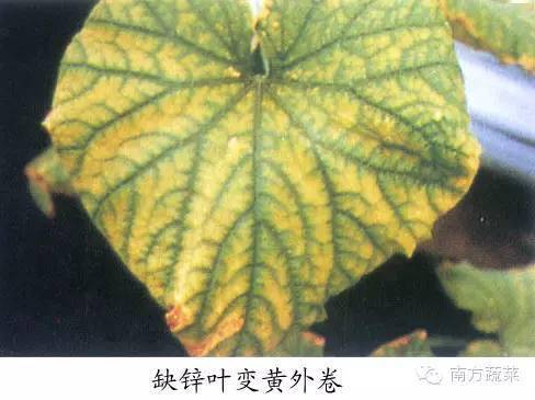 七,黄瓜缺硼症