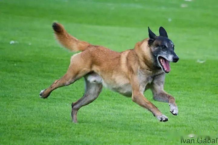 拥有百年历史的的犬,全世界警犬中的新贵～马犬