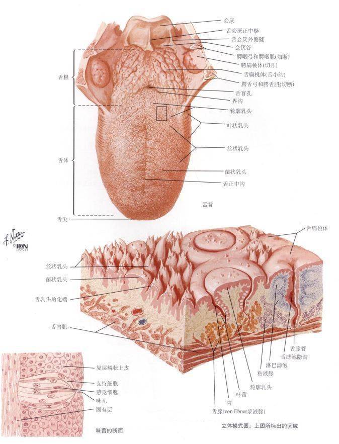 解剖腹部丨消化系统知识点归纳总结