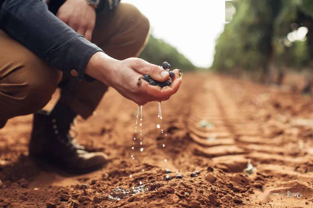 设拉子|这世上没有什么是一顿烧烤不能解决的……