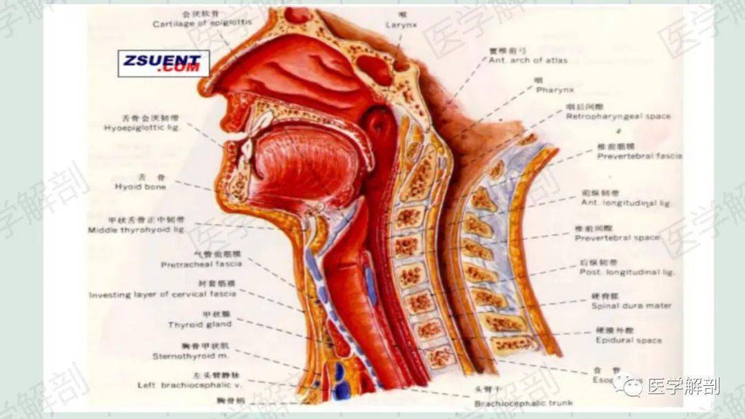 喉的应用解剖及生理_手机搜狐网