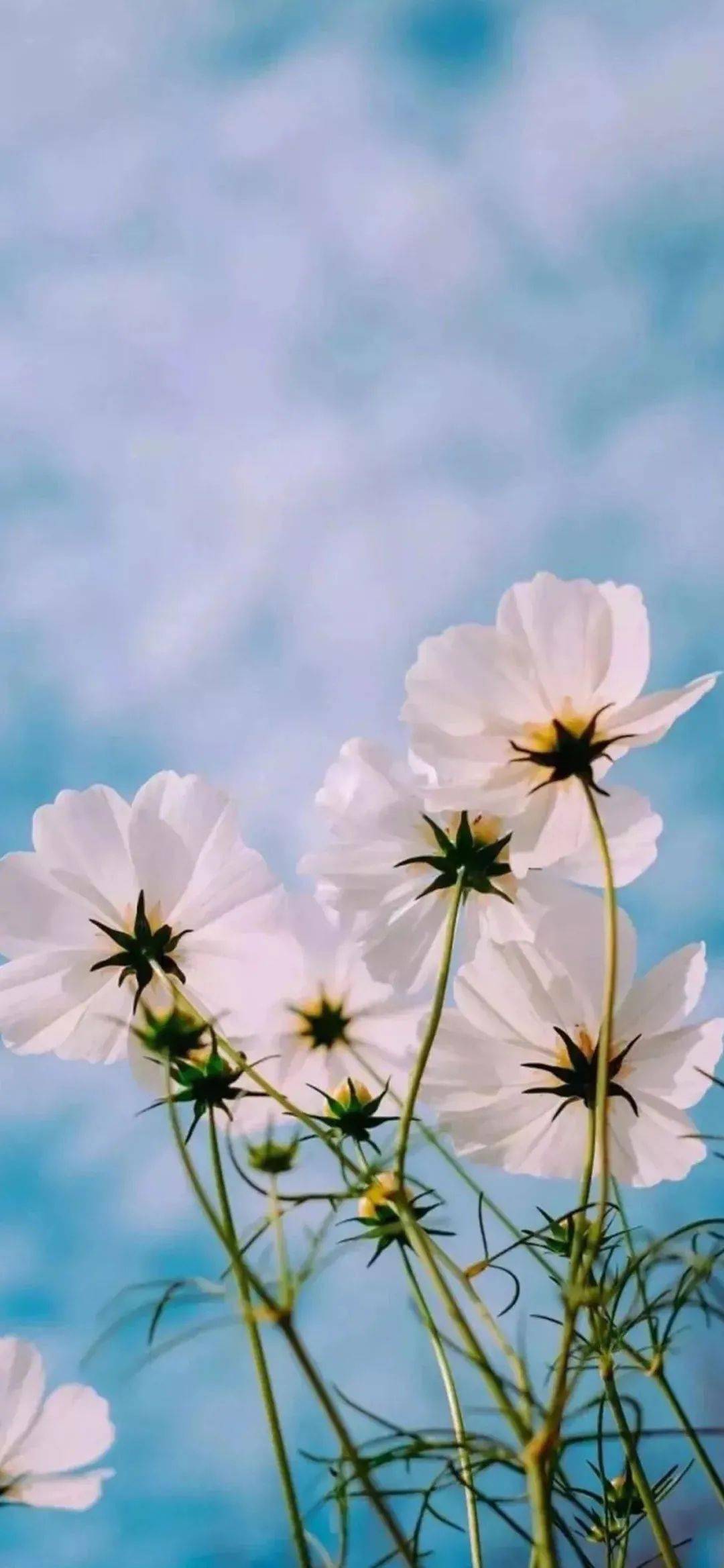 高清全面屏手机壁纸,ins风手机全面屏锁屏