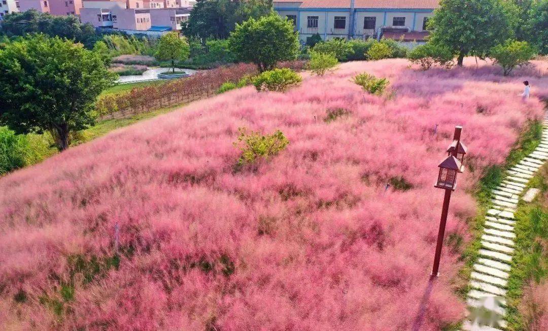 成团【顺德花海】10月3日 粉黛乱子草 马鞭草紫色花海 逢简水乡